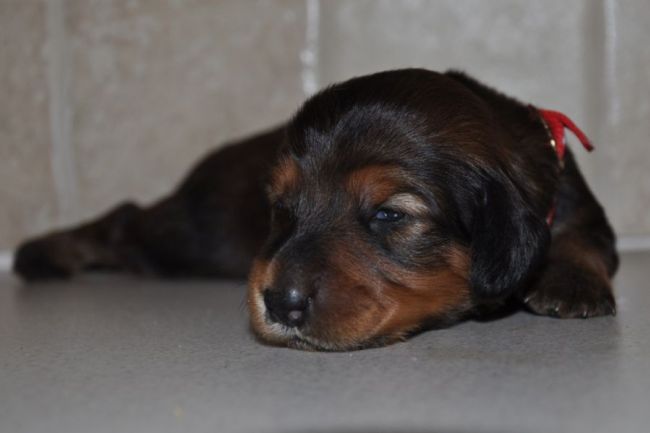 Jamniki d�ugow�ose